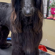 Keeta joined the competition — help win amazing prizes! dog, black_dog, long_hair, ponytails, red_hair_ties, grooming_table, indoor, pet, animal, calm, standing, fur, face, ears, whiskers, floor, plant, container, room, closeup