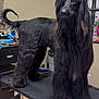 dog, black_fur, long_hair, grooming_table, indoor, pet_grooming, pigtails, red_bands, fur_style, pet, animal, canine, fur, tail, floor, tools, drawer, cabinet, hair_clippers, room