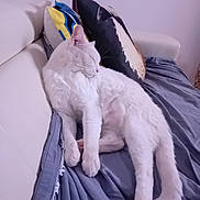 Aiolia participe au concours pour gagner de l'argent avec cette photo : cat, white_cat, sleeping, couch, blanket, pillow, indoor, pet, relaxing, cozy, fur, animal, home, resting, cute, soft, domestic_cat, feline, living_room, comfort
