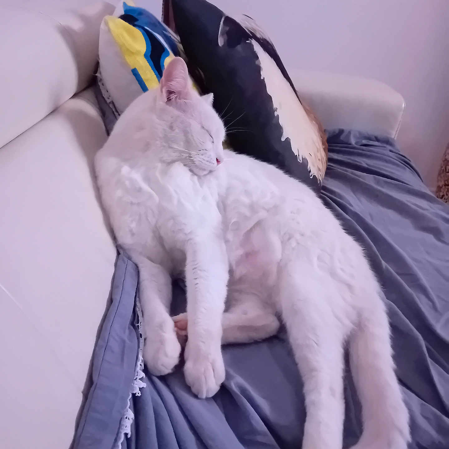 Aiolia participe au concours pour gagner de l'argent avec cette photo : animal, blanket, cat, comfort, couch, cozy, cute, domestic_cat, feline, fur, home, indoor, living_room, pet, pillow, relaxing, resting, sleeping, soft, white_cat