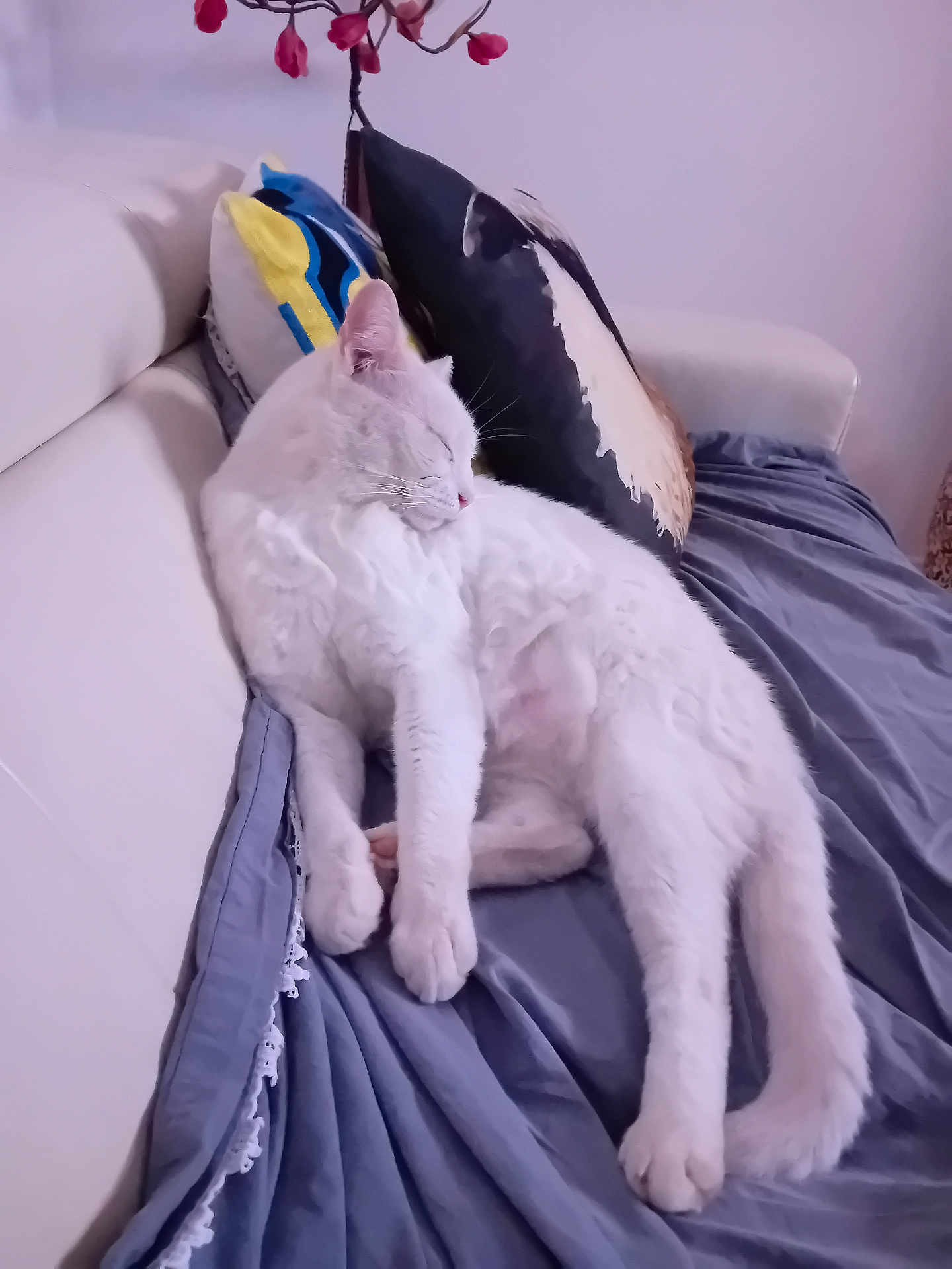 Aiolia participe au concours pour gagner de l'argent avec cette photo : cat, white_cat, sleeping, couch, blanket, pillow, indoor, pet, relaxing, cozy, fur, animal, home, resting, cute, soft, domestic_cat, feline, living_room, comfort