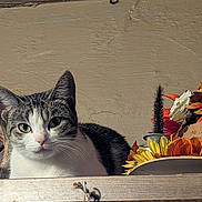 Maggie joined the competition — help win amazing prizes! cat, tabby_cat, animal, pet, feline, flower_arrangement, autumn, wooden_shelf, indoor, decor, orange_flower, yellow_flower, white_flower, closeup, curious, resting, household, still_life, texture, warm_lighting