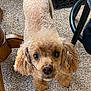 dog, poodle, pet, animal, curly_fur, brown_fur, eyes, nose, ears, paws, carpet, indoor, chair_leg, table_leg, floor_vent, close_up, portrait, looking_up, small_dog, cute