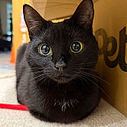 Cranberry joined the competition — help win amazing prizes! cat, black_cat, animal, pet, indoor, cardboard_box, carpet, whiskers, close_up, cute, curious, feline, ears, eyes, face, fur, mammal, nose, resting, loaf_position