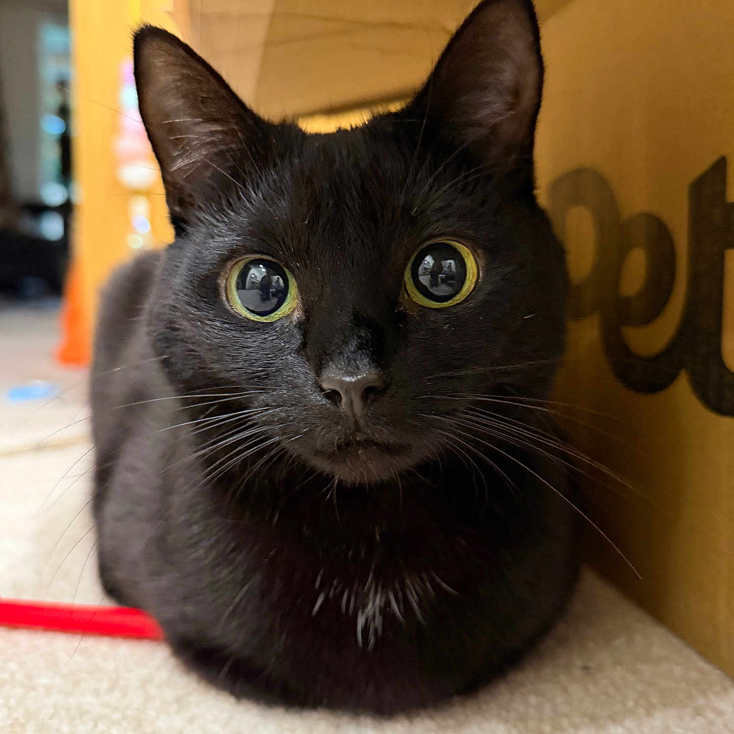 Cranberry joined the competition — help win amazing prizes! animal, black_cat, cardboard_box, carpet, cat, close_up, curious, cute, ears, eyes, face, feline, fur, indoor, loaf_position, mammal, nose, pet, resting, whiskers