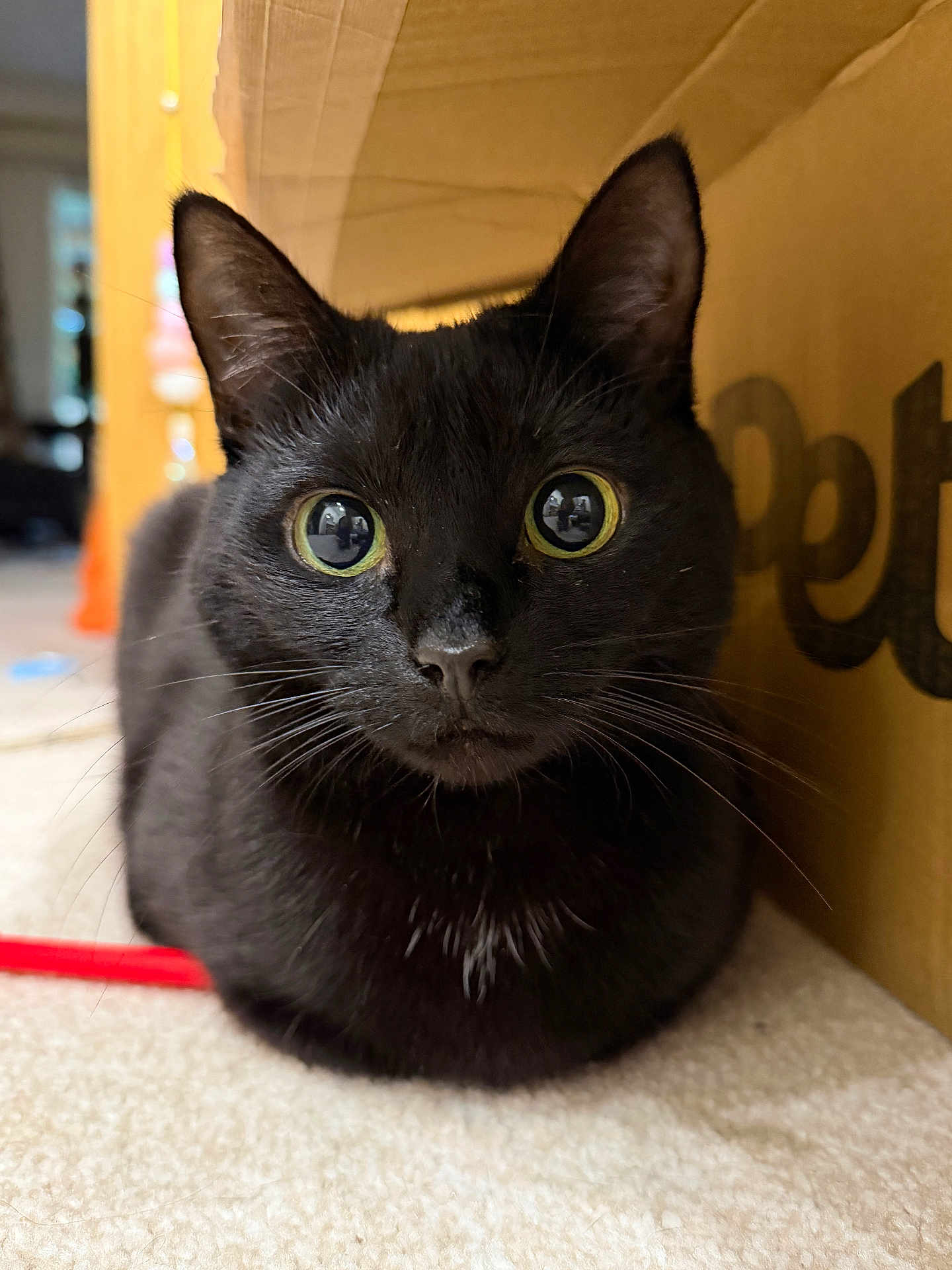 Cranberry joined the competition — help win amazing prizes! cat, black_cat, animal, pet, indoor, cardboard_box, carpet, whiskers, close_up, cute, curious, feline, ears, eyes, face, fur, mammal, nose, resting, loaf_position