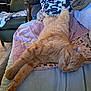 animal, bed, blanket, cat, cozy, cute, domestic, feline, furniture, home, indoor, nap, orange_tabby, pets, pillow, relaxation, resting, sleeping, soft_texture, stretched_out