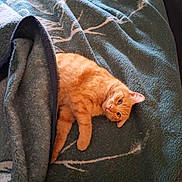 Umi participe au concours pour gagner de l'argent avec cette photo : animal, blanket, cat, comfortable, cozy, curious, cute, ears, feline, fur, home, indoor, lying_down, orange_tabby, pet, relaxed, resting, sleepy, soft_texture, whiskers