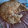animal, blanket, cat, cozy, curled_up, cute, domestic_cat, fur, furry, indoor, mammal, orange_tabby, paw, pet, relaxed, resting, sleeping, soft_texture, tabby_pattern, whiskers