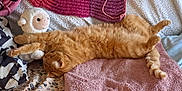 Umi participe au concours pour gagner de l'argent avec cette photo : animal, bed, blanket, cat, comfort, cozy, cute, domestic_animal, fur, indoor, orange_cat, pet, plush, relaxation, sleep, sleeping, stretching, stuffed_toy, textile, toy