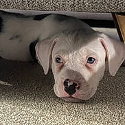 Rocco joined the competition — help win amazing prizes! puppy, dog, white, black_spots, carpet, couch, indoor, pet, resting, close_up, young, cute, animal, fur, ears, nose, eyes, laying_down, shadow, soft_light