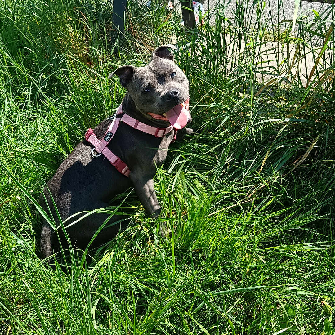 Vénus a rejoint le concours — aidez-le/la à gagner de superbes lots ! accessories, animal, bulldog, canine, dog, field, frenchbulldog, grass, grassland, harness, hound, nature, outdoors, pet, pitbull, plant, pug, puppy, strap, vegetation