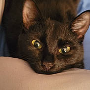 Kratos is registered to the contest to win money with this photo: animal, black_cat, cat, close_up, comfort, cozy, cute, domestic_animal, ears, feline, fur, head, indoor, lying_down, pet, portrait, relaxing, resting, whiskers, yellow_eyes