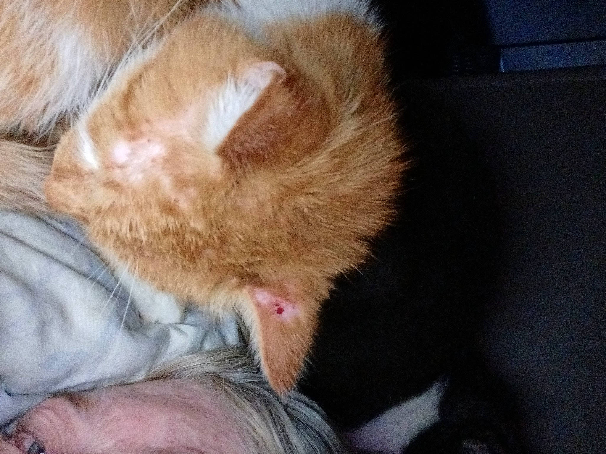 Ceecee Ryder joined the competition — help win amazing prizes! carnivore, cat, claw, comfort, ear, fawn, felidae, foot, fur, gesture, nap, paw, small_to_medium_sized_cats, snout, tail, whiskers