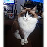 animal, aquarium, black_fur, blue_eyes, brown_fur, cat, couch, fluffy_cat, front_view, indoors, living_room, longhair_cat, pet, pointed_ears, portrait, screenshot, sitting, television, whiskers, white_fur