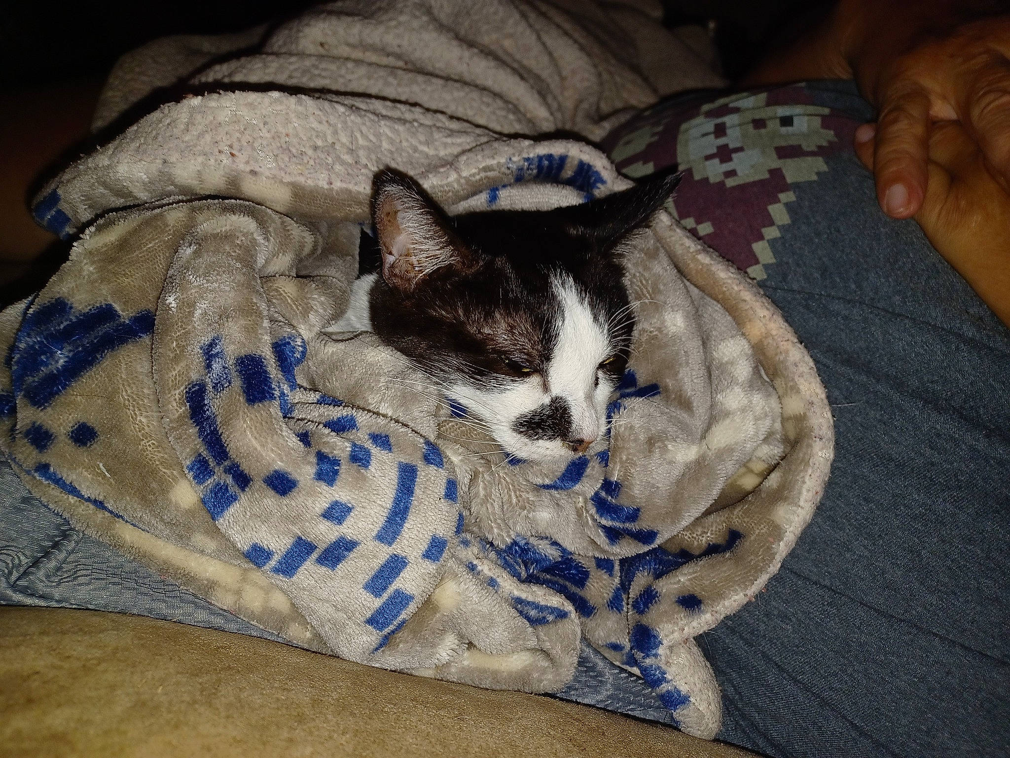 Whisper Chance joined the competition — help win amazing prizes! bed, bed_sheet, bedding, carnivore, cat, cat_bed, cat_supply, comfort, domestic_short_haired_cat, felidae, fur, grey, linens, nap, pattern, paw, small_to_medium_sized_cats, tail, textile, whiskers