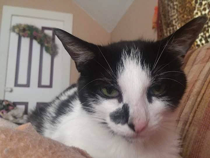 Whisper Chance joined the competition — help win amazing prizes! carnivore, cat, comfort, domestic_short_haired_cat, eye, felidae, fur, head, paw, plant, small_to_medium_sized_cats, snout, tail, tree, whiskers, window