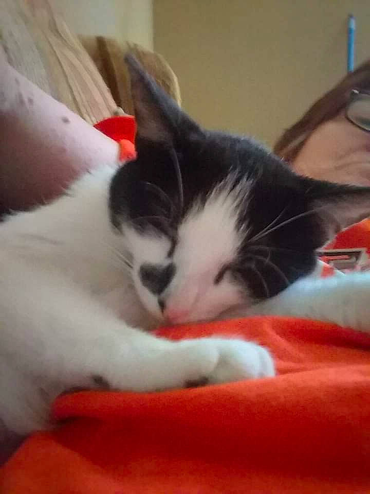 Whisper Chance is registered to the contest to win money with this photo: carmine, carnivore, cat, claw, comfort, domestic_short_haired_cat, felidae, fur, human_leg, lap, nap, nose, paw, sleep, small_to_medium_sized_cats, snout, tail, whiskers