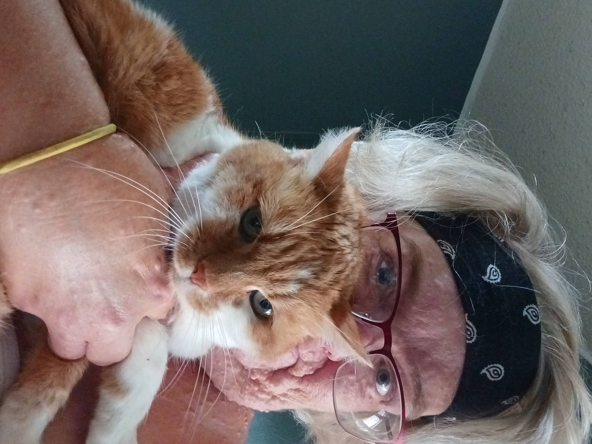 Tabatha Ann joined the competition — help win amazing prizes! carnivore, cat, claw, domestic_short_haired_cat, ear, eye, eyelash, eyewear, fawn, felidae, fur, gesture, glasses, nose, paw, small_to_medium_sized_cats, snout, sunglasses, vision_care, whiskers