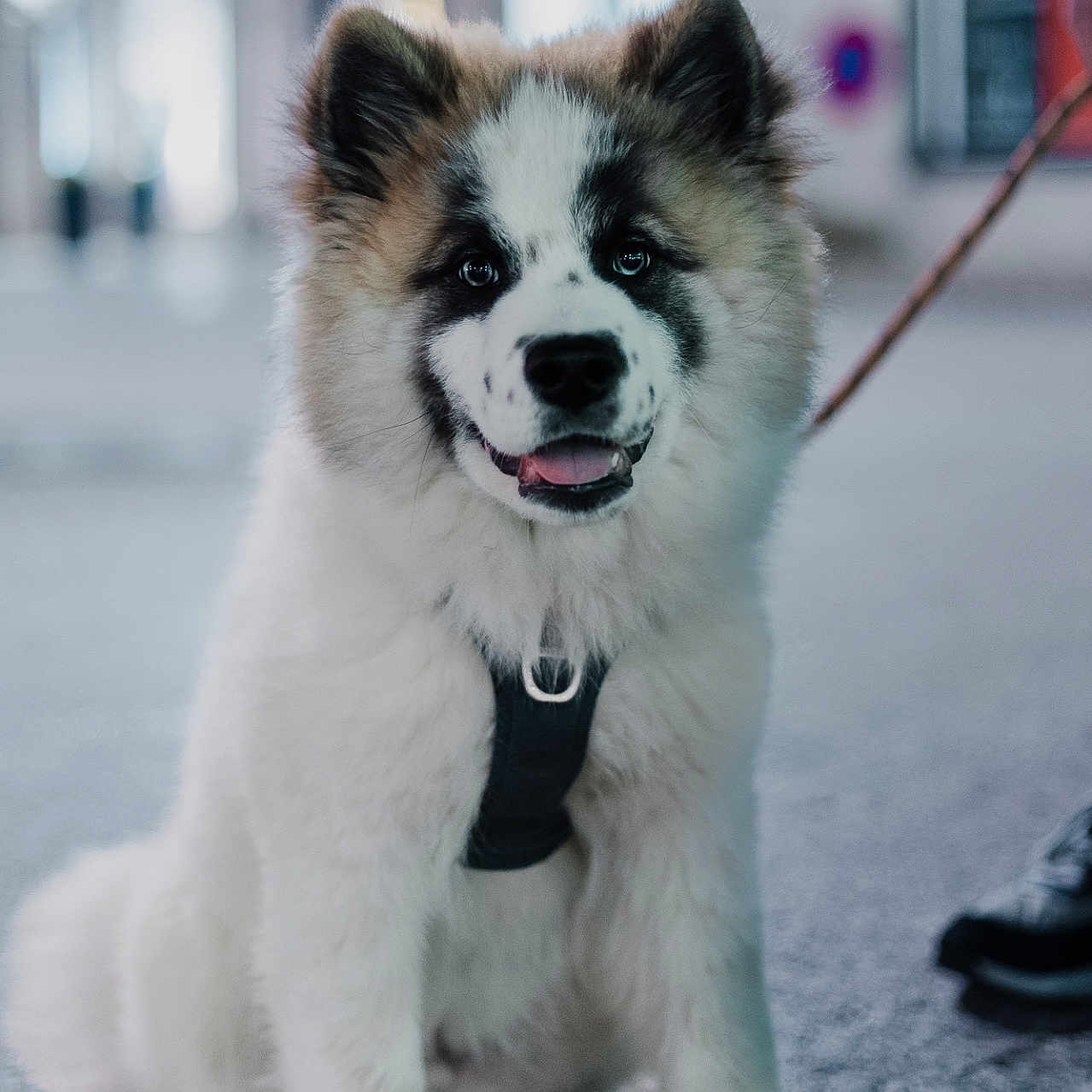 Umami participe au concours pour gagner de l'argent avec cette photo : accessories, animal, bodypart, canine, chow, clothing, cockerspaniel, collie, dog, eskimodog, footwear, husky, leash, mouth, person, pet, puppy, shoe, strap, whitedog