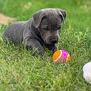 Mia participe au concours pour gagner de l'argent avec cette photo : puppy, dog, gray_dog, grass, outdoor, garden, ball, toy, lying_down, sleepy, young_animal, floppy_ears, short_fur, pet, canine, close_up, nature, green_background, colorful_toy, photography