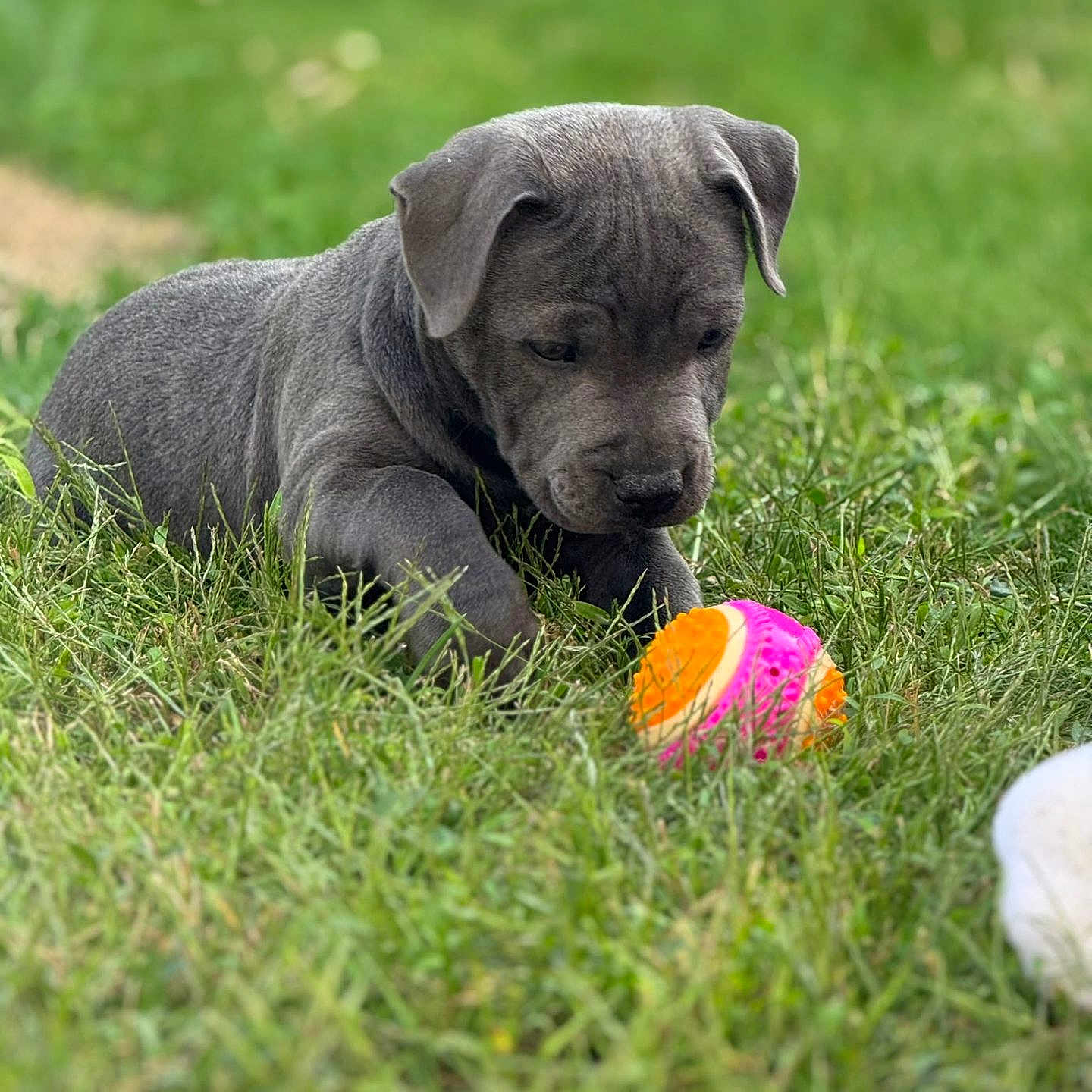 Mia participe au concours pour gagner de l'argent avec cette photo : puppy, dog, gray_dog, grass, outdoor, garden, ball, toy, lying_down, sleepy, young_animal, floppy_ears, short_fur, pet, canine, close_up, nature, green_background, colorful_toy, photography