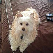 Koa' is registered to the contest to win money with this photo: