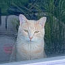 animal, cat, chair, door, ears, face, feline, garden, glass, grass, home, looking, orange_tabby, outdoor, pet, plant, reflection, sitting, whiskers, window