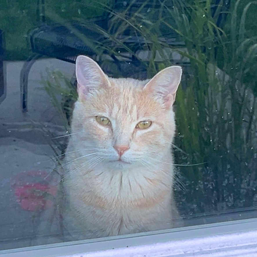 Cheddar