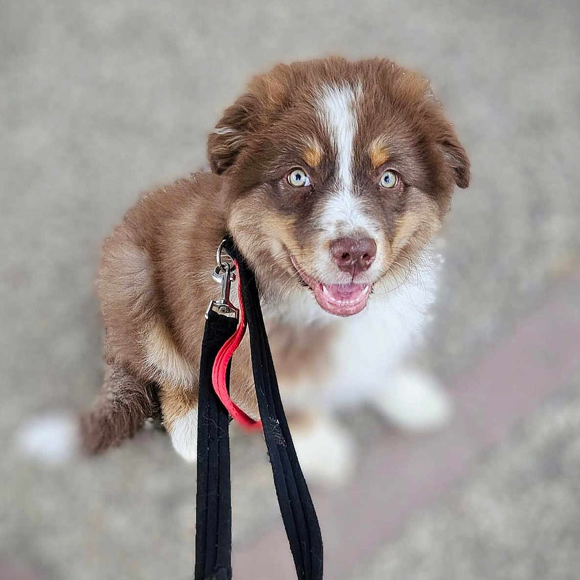Loki a rejoint le concours — aidez-le/la à gagner de superbes lots ! accessories, animal, bodypart, canine, dog, face, head, hound, husky, leash, person, pet, puppy, racket, snout, sport, strap, tennis, tennisracket, walkingdog