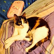 Molly a rejoint le concours — aidez-le/la à gagner de superbes lots ! cat, calico, bed, blanket, striped, purple, blue, yellow_eyes, pencil_case, unicorn, pink, fur, animal, pet, indoor, resting, curious, whiskers, relaxed, feline