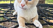 Stormi is registered to the contest to win money with this photo: animal, background_blur, blue_eyes, car, cat, close_up, curious, feline, focus, fur, grass, nature, outdoor, paws, pet, portrait, rope_net, sunlight, tree, whiskers
