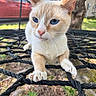 animal, background_blur, blue_eyes, car, cat, close_up, curious, feline, focus, fur, grass, nature, outdoor, paws, pet, portrait, rope_net, sunlight, tree, whiskers