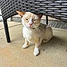 animal, cat, chair, close_up, collar, concrete, cute, daylight, domestic, feline, fur, mammal, orange_and_white, outdoor, pet, resting, sleepy, small, whiskers, woven