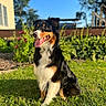 Sophie joined the competition — help win amazing prizes! dog, tricolor, sitting, grass, outdoor, sunny, greenery, plants, blue_sky, yard, pet, canine, tongue_out, happy, ears_up, nature, daylight, fur, animal, portrait