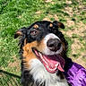 Sophie joined the competition — help win amazing prizes! dog, happy, smiling, tongue_out, outdoor, grass, pet, canine, close_up, sunny, black_fur, brown_fur, white_fur, fur, animal, friendly, playful, person, purple_clothing, nature