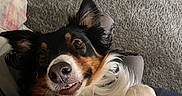 Sophie joined the competition — help win amazing prizes! dog, pet, animal, close_up, indoor, carpet, fur, ears, playful, smiling, cute, lying_down, happy, canine, domestic_animal, muzzle, tongue, friendly, companion, relaxed