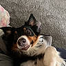 dog, pet, animal, close_up, indoor, carpet, fur, ears, playful, smiling, cute, lying_down, happy, canine, domestic_animal, muzzle, tongue, friendly, companion, relaxed