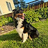dog, grass, sunlight, outdoor, garden, house, plants, happy, tongue_out, tricolor, pet, canine, sitting, daytime, nature, smiling, fur, greenery, yard, relaxed