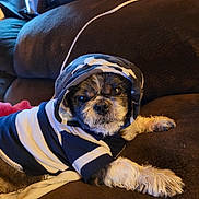 Max joined the competition — help win amazing prizes! animal, brown_couch, canine, clothing, cozy, cute, dog, domestic, fur, furniture, hoodie, indoor, looking_at_camera, pet, portrait, puppy, relaxed, seated, small_dog, striped_clothing