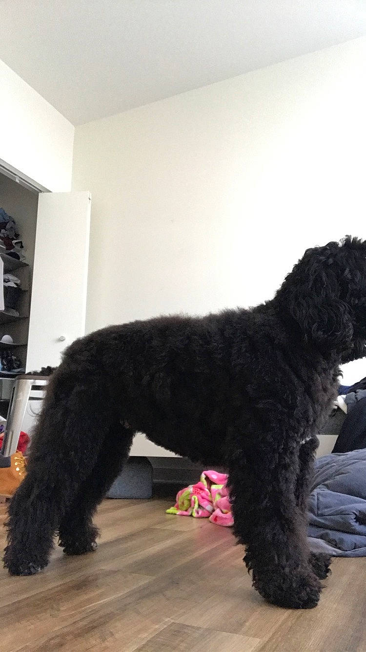 Eliza joined the competition — help win amazing prizes! barbet, black_russian_terrier, canidae, carnivore, companion_dog, dog, dog_breed, labradoodle, mammal, poodle, portuguese_water_dog, sporting_group, standard_poodle, terrier, vertebrate
