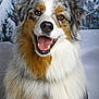 Olaf a rejoint le concours — aidez-le/la à gagner de superbes lots ! dog, australian_shepherd, animal, pet, fur, happy, smiling, portrait, winter, snow, outdoor, nature, canine, fluffy, ears, tongue, eyes, muzzle, background, closeup