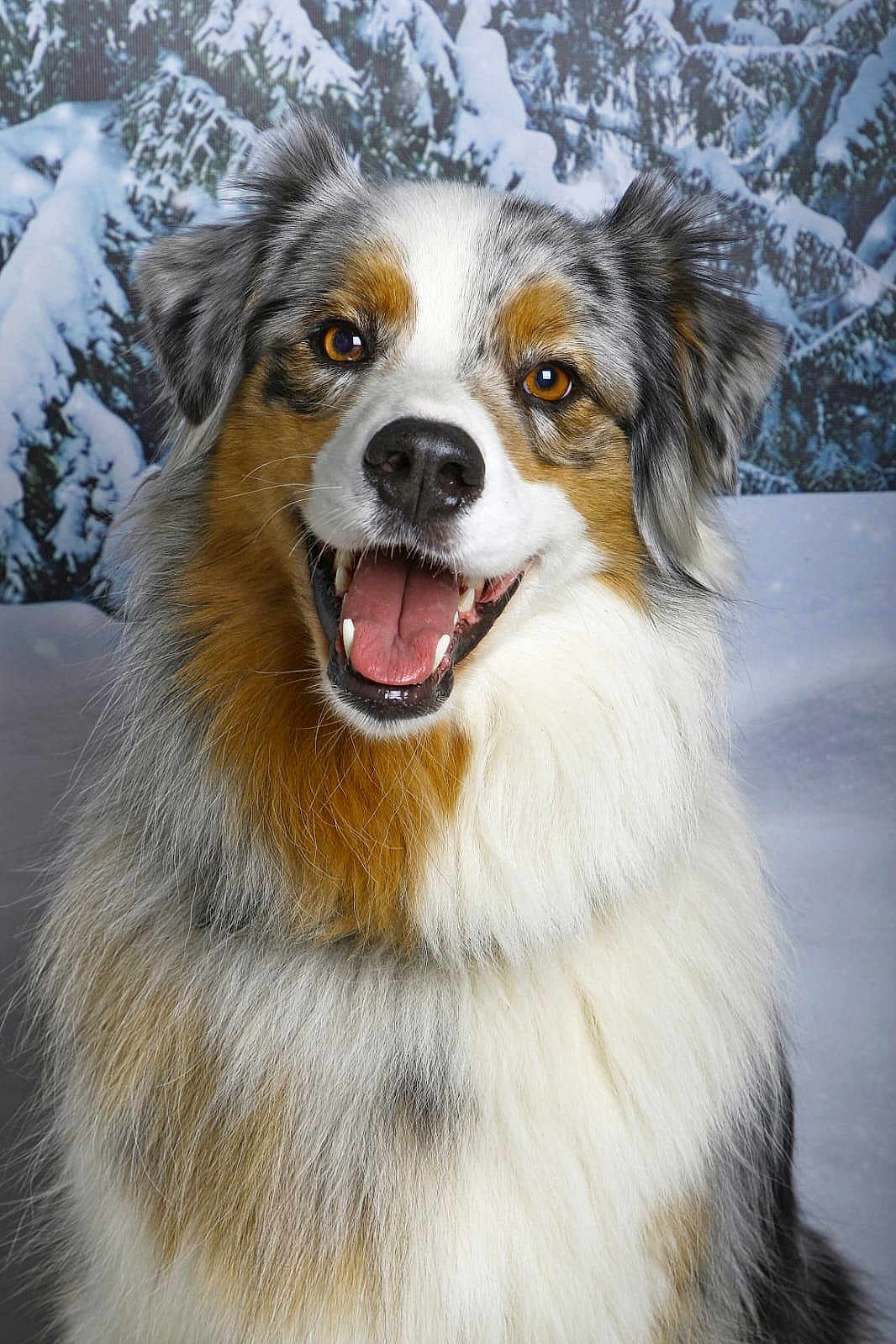 Olaf a rejoint le concours — aidez-le/la à gagner de superbes lots ! dog, australian_shepherd, animal, pet, fur, happy, smiling, portrait, winter, snow, outdoor, nature, canine, fluffy, ears, tongue, eyes, muzzle, background, closeup
