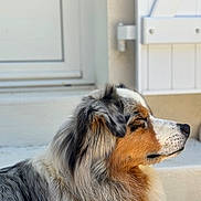 Olaf a rejoint le concours — aidez-le/la à gagner de superbes lots ! dog, australian_shepherd, profile, fluffy_coat, fur, animal, pet, outdoor, calm, side_view, mammal, domestic_animal, close_up, portrait, quiet, resting, nature, companion, adorable, cute
