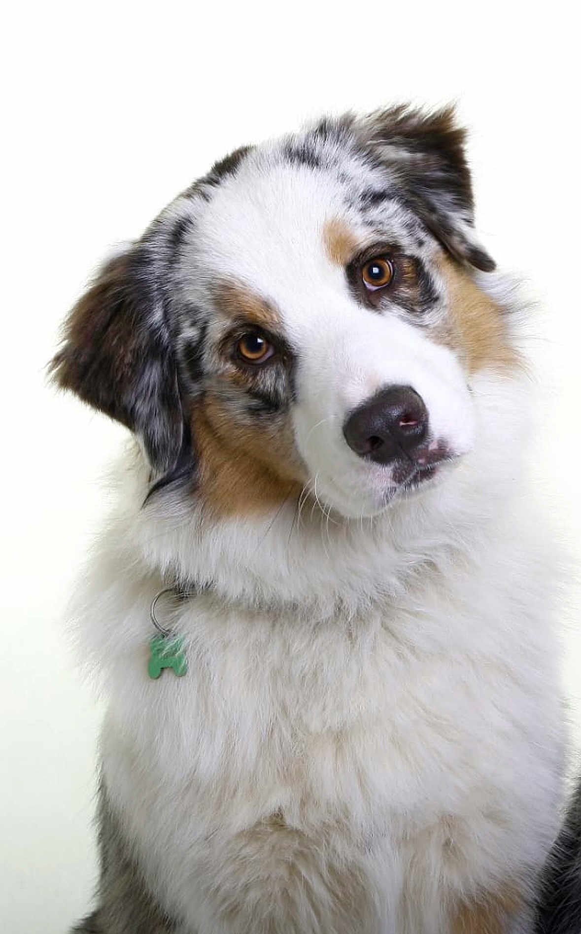 Tiwan participe au concours pour gagner de l'argent avec cette photo : dog, australian_shepherd, head_tilt, fluffy, brown_eyes, white_background, portrait, pet, animal, furry, cute, collar, tag, friendly, mammal, canine, close_up, adorable, domestic_animal, fur