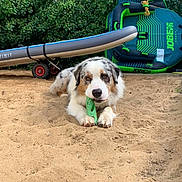 Tiwan a rejoint le concours — aidez-le/la à gagner de superbes lots ! dog, australian_shepherd, sand, toy, chewing, outdoor, greenery, paddleboard, inflatable, water_toy, playful, relaxed, nature, pet, animal, summer, recreation, canine, fur, lying_down
