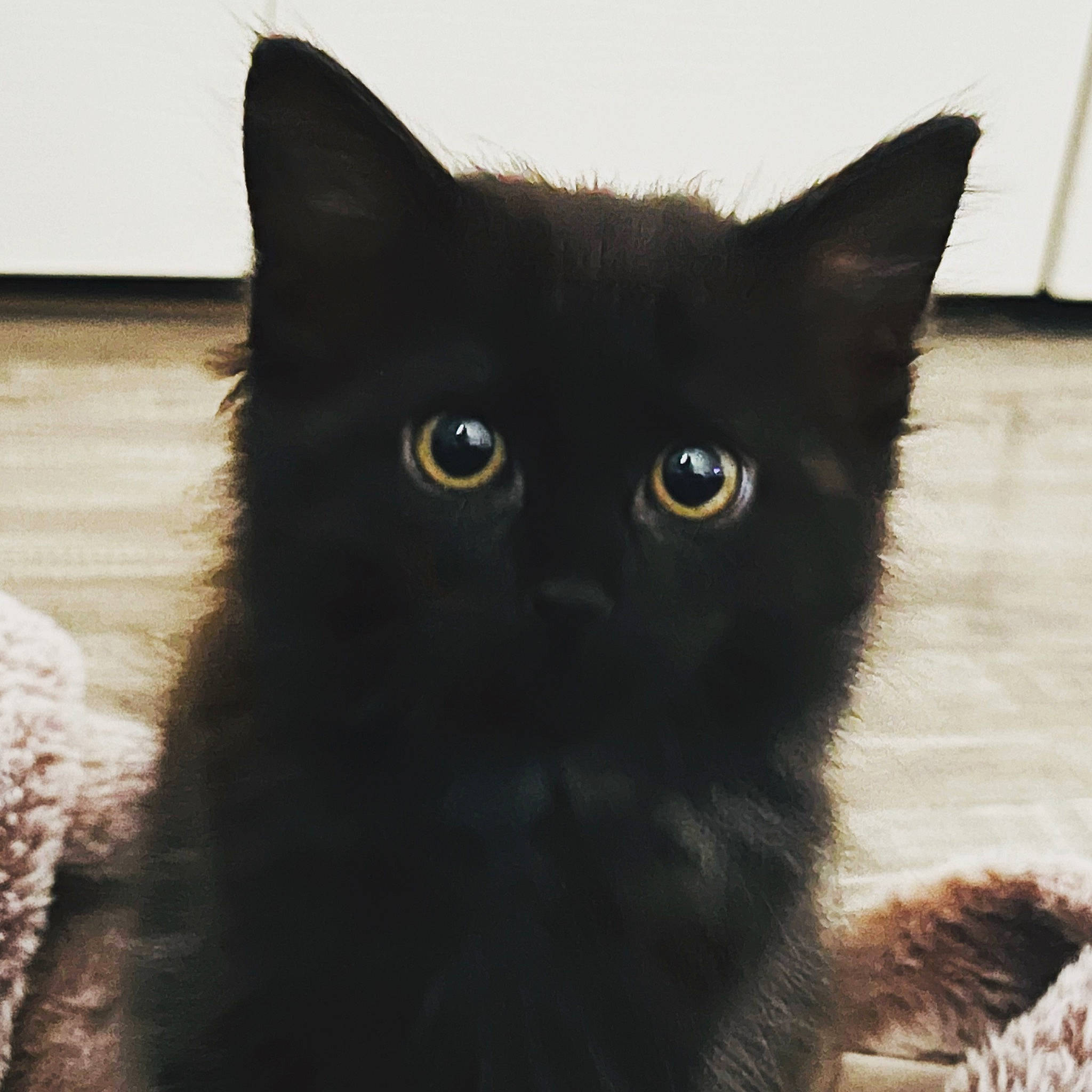 Mochi is registered to the contest to win money with this photo: black_cat, bombay, carnivore, cat, domestic_short_haired_cat, felidae, fur, iris, small_to_medium_sized_cats, snout, tail, terrestrial_animal, vertebrate, whiskers