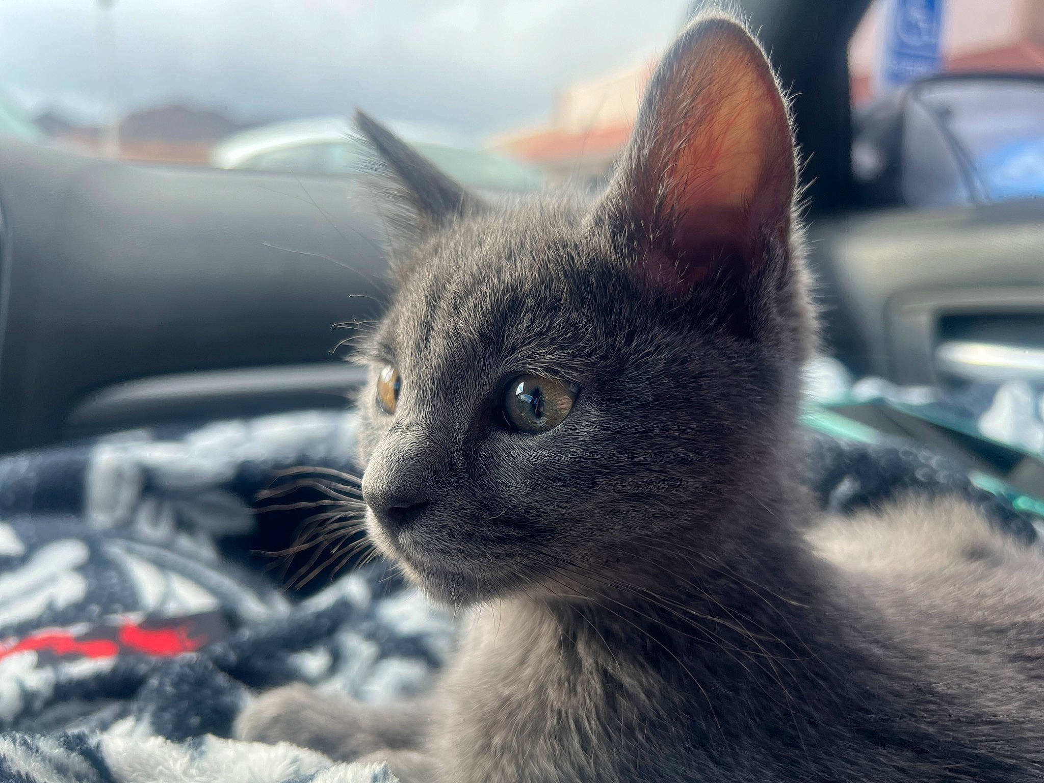 Mochi is registered to the contest to win money with this photo: automotive_tire, carnivore, cat, comfort, domestic_short_haired_cat, felidae, fur, grey, hood, paw, russian_blue, sitting, small_to_medium_sized_cats, snout, terrestrial_animal, tree, whiskers, wildlife, window, windshield