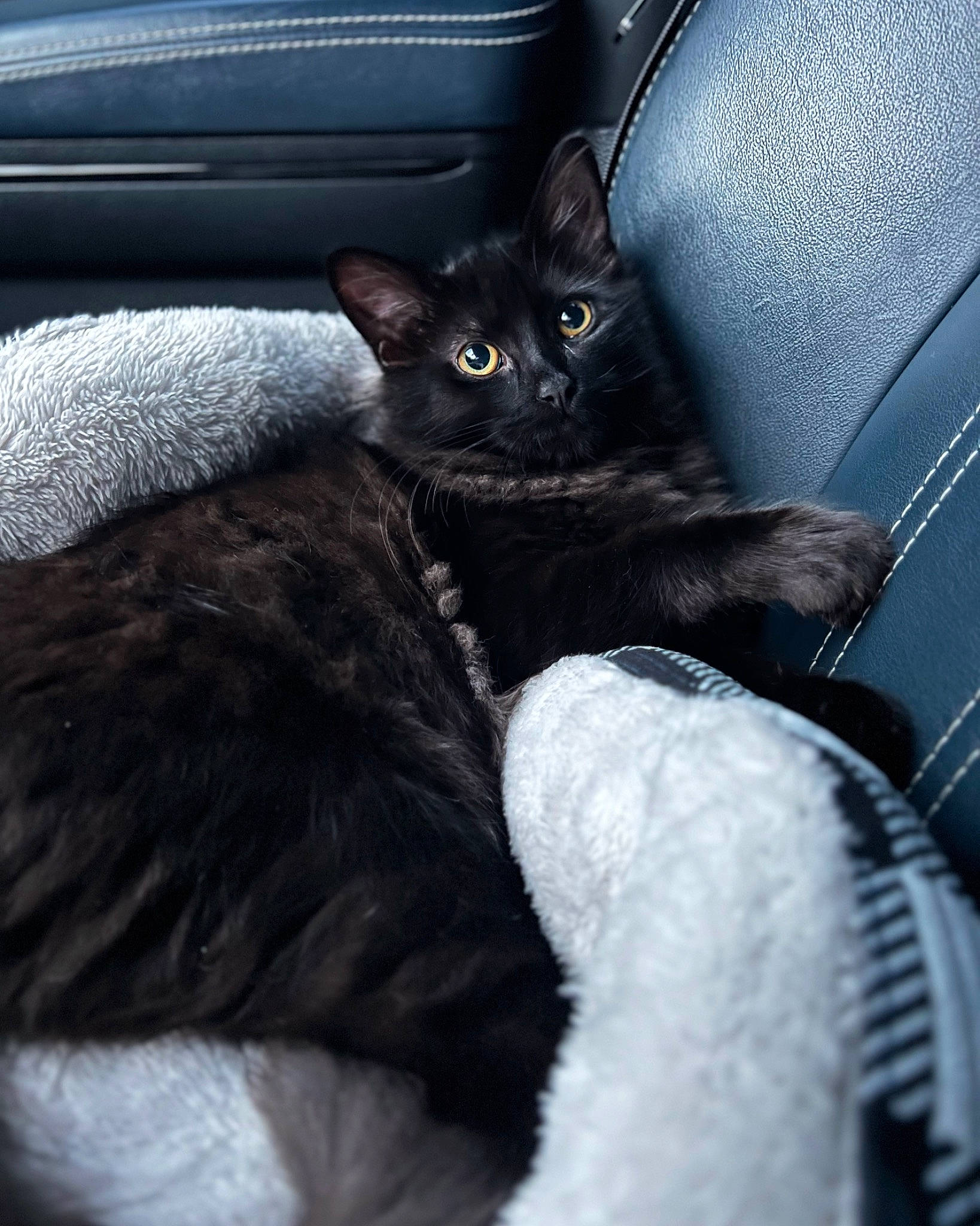 Mochi joined the competition — help win amazing prizes! automotive_tire, black_cat, carnivore, cat, claw, comfort, domestic_short_haired_cat, eye, felidae, fur, grey, iris, leg, mammal, small_to_medium_sized_cats, snout, tail, vertebrate, whiskers, window