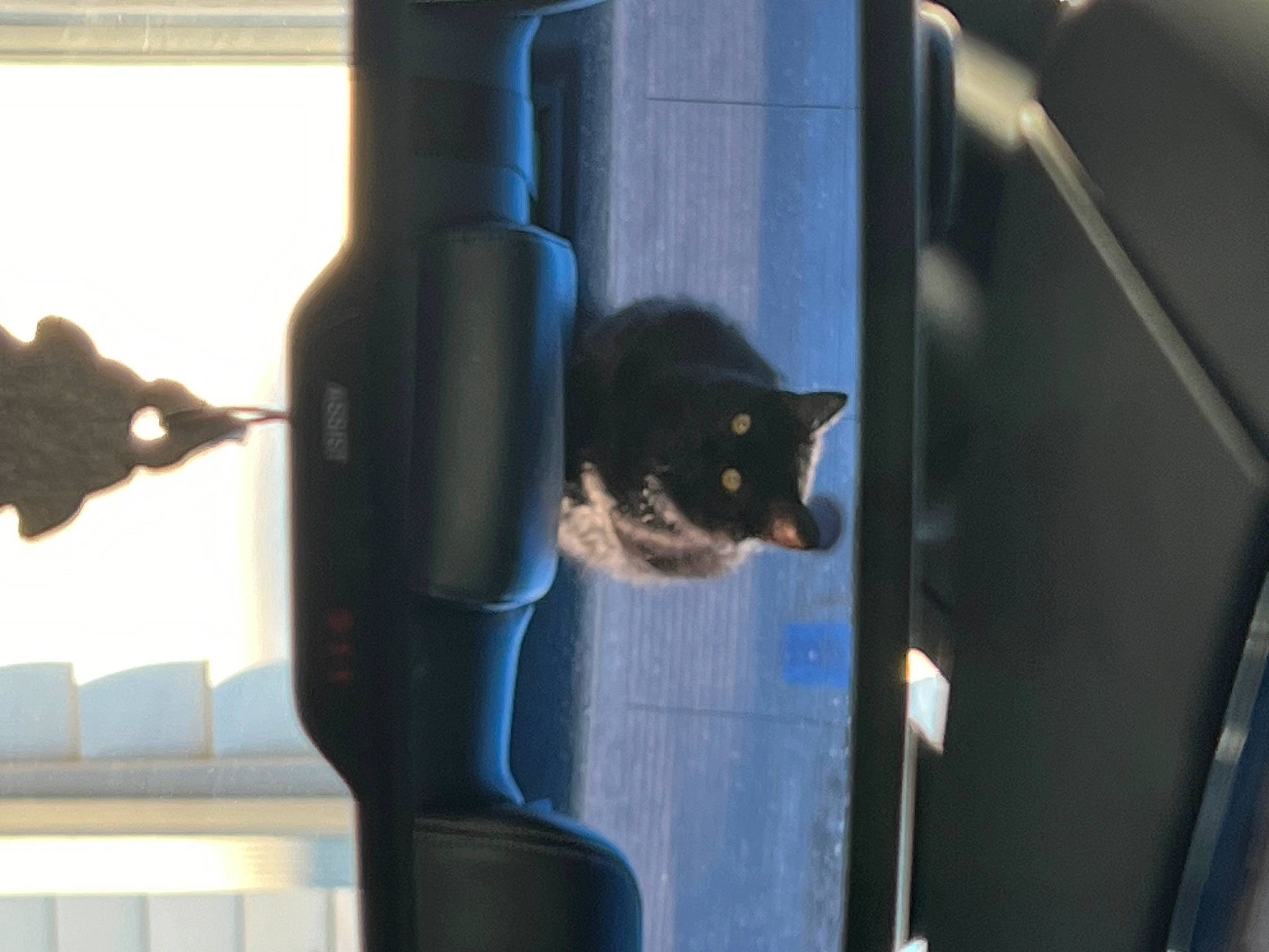 Mochi is registered to the contest to win money with this photo: black_cat, bombay, carnivore, cat, cat_supply, domestic_short_haired_cat, electric_blue, felidae, fur, pet_supply, small_to_medium_sized_cats, tail, whiskers, window